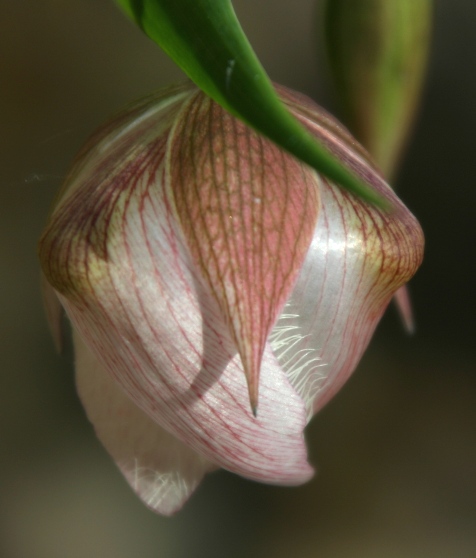 calochortus